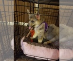 Small Photo #2 Pomsky-Poodle (Miniature) Mix Puppy For Sale in INDIANAPOLIS, IN, USA