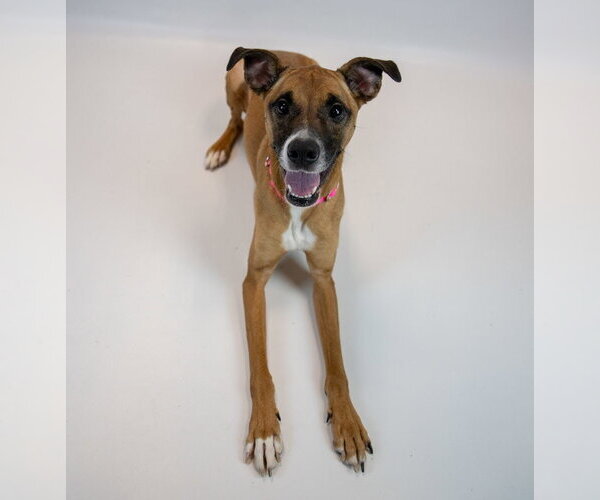 Medium Photo #6 Boxer-Unknown Mix Puppy For Sale in Kennesaw, GA, USA