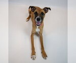 Small #5 Boxer Mix