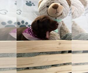 Labrador Retriever Puppy for sale in WEBSTER, FL, USA