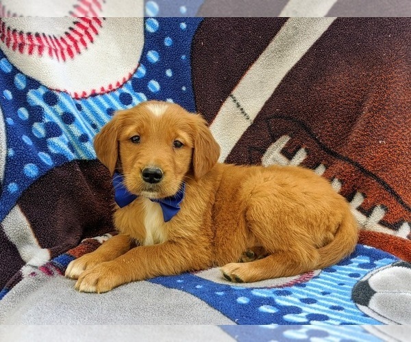 Medium Photo #4 Golden Retriever Puppy For Sale in CHRISTIANA, PA, USA