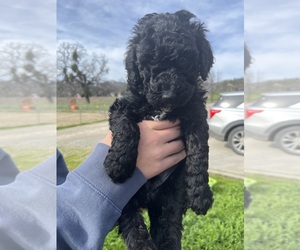 Goldendoodle Puppy for sale in AUBERRY, CA, USA