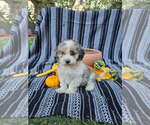 Puppy River Poodle (Miniature)