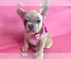 French Bulldog Puppy for Sale in BOSTON, Massachusetts USA