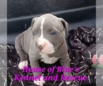 Small #5 American Pit Bull Terrier