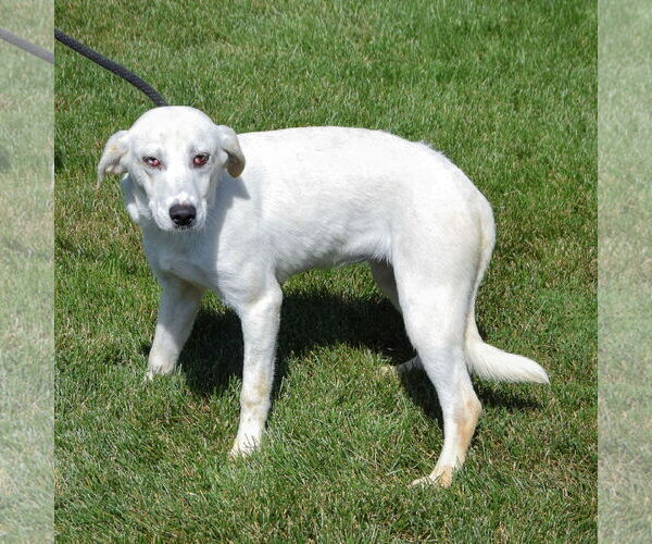 Medium Photo #3 Catahoula Leopard Dog-Unknown Mix Puppy For Sale in Huntley, IL, USA