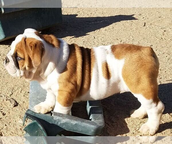 Medium Photo #6 English Bulldog Puppy For Sale in VICTORVILLE, CA, USA
