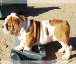 Small #4 English Bulldog