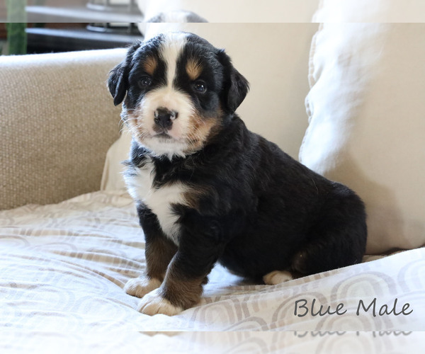 Medium Photo #6 Bernese Mountain Dog Puppy For Sale in BOSWELL, IN, USA