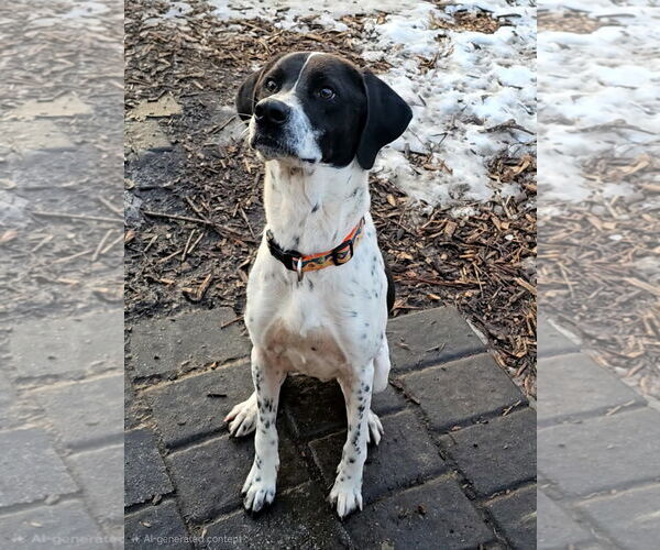 Medium Photo #5 Brittany-Unknown Mix Puppy For Sale in Bloomingdale, NJ, USA