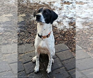 Jax - Male Brittany-Unknown Mix Dog for Adoption - Photo #5