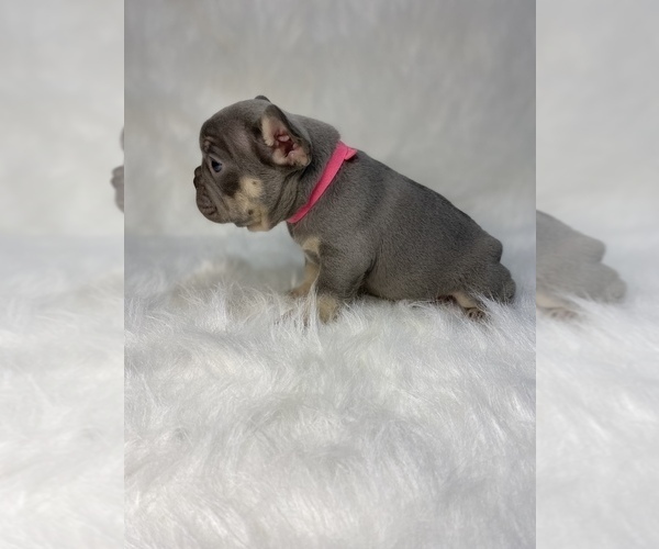Medium Photo #2 French Bulldog Puppy For Sale in SANFORD, FL, USA