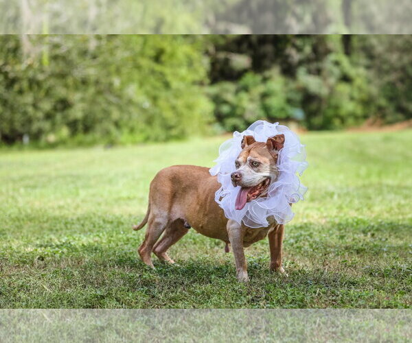 Medium Photo #9 Mutt Puppy For Sale in  Gainesville, FL, USA