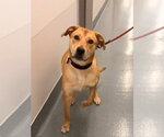 Small Labrador Retriever