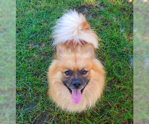 Teddy - Female Pomeranian-Unknown Mix Dog for Adoption - Photo #2