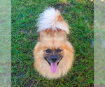 Small Photo #2 Pomeranian-Unknown Mix Puppy For Sale in Ventura, CA, USA