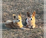 Small Photo #1 Pembroke Welsh Corgi Puppy For Sale in MORRISON, OK, USA