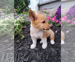 Small #2 Pembroke Welsh Corgi