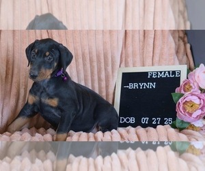 Doberman Pinscher Puppy for sale in POMEROY, OH, USA