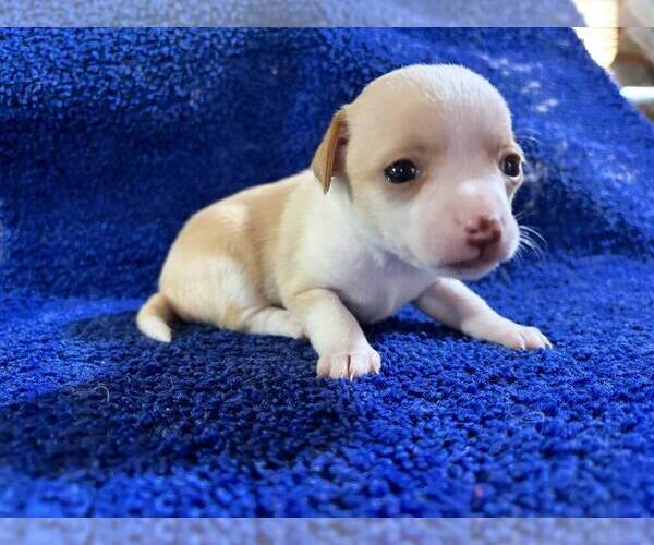 Medium Photo #8 Chihuahua Puppy For Sale in ABILENE, KS, USA
