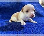 Small #7 Chihuahua