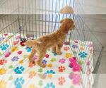 Frankie - Male Cavapoo mix (+ Poodle Miniature) Puppy for Sale - Photo #11