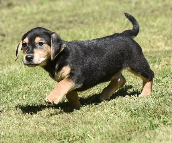 Medium Photo #6 Dachsador Puppy For Sale in Mechanicsburg, PA, USA