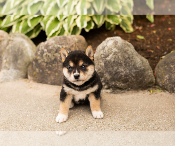 Medium Photo #1 Shiba Inu Puppy For Sale in MILLERSBURG, IN, USA