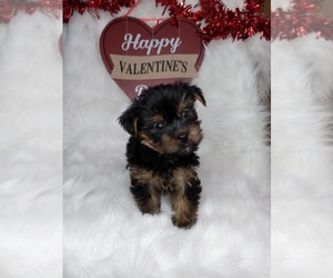 Yorkshire Terrier Puppy for sale in INDIANAPOLIS, IN, USA