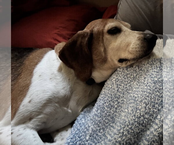 Medium Photo #7 Beagle Puppy For Sale in Tampa, FL, USA
