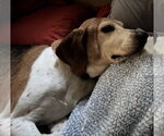 Small #6 Beagle