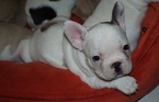 Small Photo #8 French Bulldog Puppy For Sale in GAINESVILLE, GA, USA