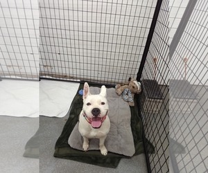 Liberty - Female American Pit Bull Terrier-Unknown Mix Dog for Adoption - Photo #4