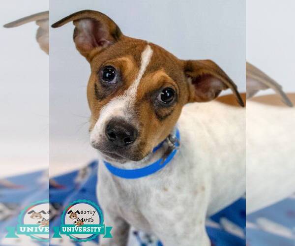 Medium Photo #1 Jack Russell Terrier-Unknown Mix Puppy For Sale in Kennesaw, GA, USA
