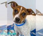 Small Jack Russell Terrier Mix