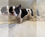 Small French Bulldog