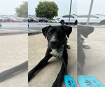 Small #5 American Pit Bull Terrier-Labrador Retriever Mix