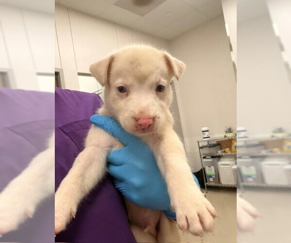 Medium Photo #1 Holland Shepherd-Unknown Mix Puppy For Sale in Baytown, TX, USA