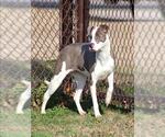 SADIE - Female Mutt Dog for Adoption - Small photo