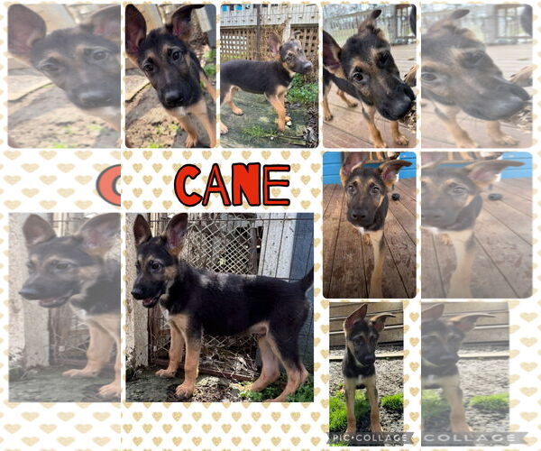 Medium Photo #2 German Shepherd Dog Puppy For Sale in New Hill, NC, USA