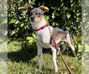 Rat-Cha Dogs for adoption in Santa Clara, CA, USA