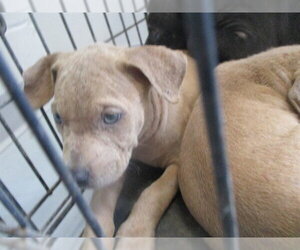 Staffordshire Bull Terrier Dogs for adoption in Ocala, FL, USA
