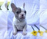 Small Photo #7 French Bulldog Puppy For Sale in ROCK STREAM, NY, USA