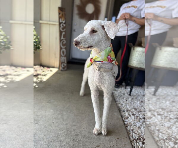 Medium Photo #2 Poodle (Standard)-Unknown Mix Puppy For Sale in Woodland, CA, USA