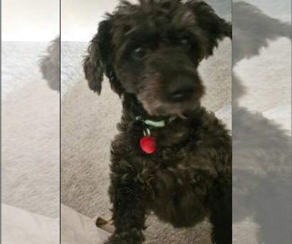 Medium Photo #2 Poodle (Standard)-Unknown Mix Puppy For Sale in Springdale, PA, USA