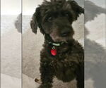 Small #1 Poodle (Standard) Mix