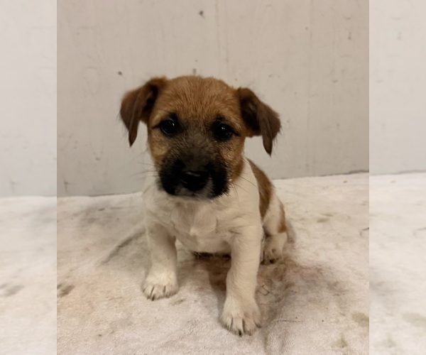 Medium Photo #6 Jack Russell Terrier Puppy For Sale in FREEMAN, MO, USA