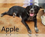 Small #2 Border Kelpie