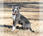 Small #2 American Pit Bull Terrier Mix
