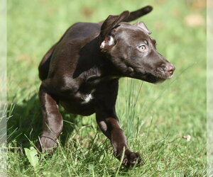 Fossa - Female Chocolate Labrador retriever-Pointer Mix Dog for Adoption - Photo #7